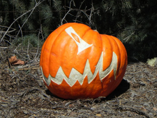 Big bite, Nipomo Pumpkin Patch best carving idea